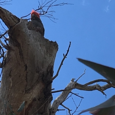 Callocephalon fimbriatum (Gang-gang Cockatoo) at Hughes, ACT - 17 Nov 2018 by KL