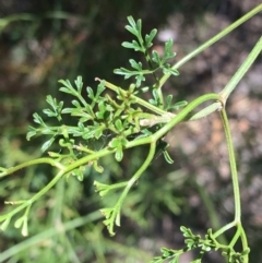 Clematis leptophylla at Hughes, ACT - 17 Nov 2018