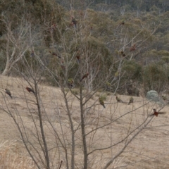 Platycercus elegans (Crimson Rosella) at Rendezvous Creek, ACT - 23 Aug 2018 by RichForshaw