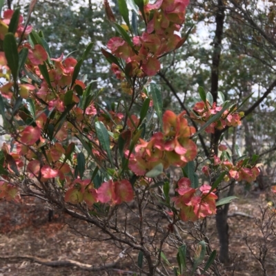 Dodonaea viscosa subsp. spatulata (Broad-leaved Hop Bush) at Red Hill to Yarralumla Creek - 17 Nov 2018 by KL