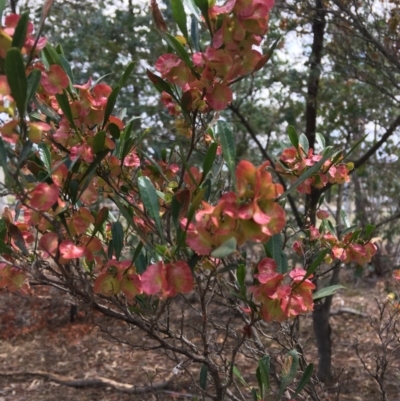 Dodonaea viscosa subsp. spatulata (Broad-leaved Hop Bush) at Deakin, ACT - 17 Nov 2018 by KL