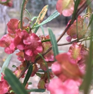 Dodonaea viscosa subsp. spatulata at Deakin, ACT - 17 Nov 2018