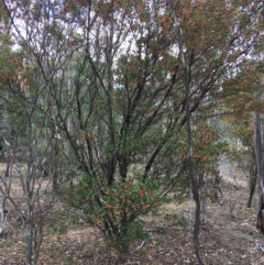 Dodonaea viscosa subsp. spatulata at Deakin, ACT - 17 Nov 2018 11:15 AM