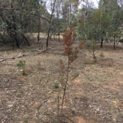 Dodonaea viscosa subsp. spatulata at Deakin, ACT - 17 Nov 2018 11:15 AM