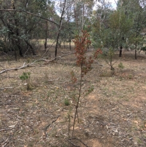 Dodonaea viscosa subsp. spatulata at Deakin, ACT - 17 Nov 2018