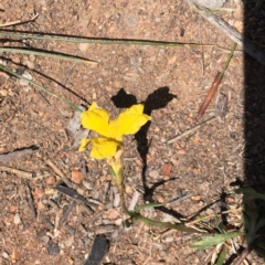 Goodenia pinnatifida (Scrambled Eggs) at Hughes, ACT - 17 Nov 2018 by KL