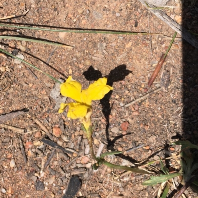 Goodenia pinnatifida (Scrambled Eggs) at Red Hill Nature Reserve - 17 Nov 2018 by KL