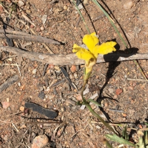 Goodenia pinnatifida at Hughes, ACT - 17 Nov 2018