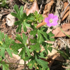 Geranium solanderi var. solanderi at Deakin, ACT - 17 Nov 2018 12:22 PM