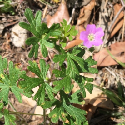 Geranium solanderi var. solanderi (Native Geranium) at Deakin, ACT - 17 Nov 2018 by KL