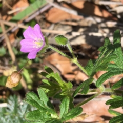 Geranium solanderi var. solanderi at Deakin, ACT - 17 Nov 2018 12:22 PM