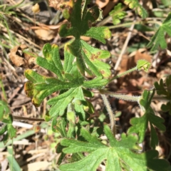 Geranium solanderi var. solanderi at Deakin, ACT - 17 Nov 2018