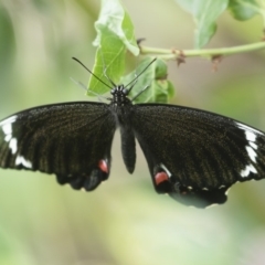 Papilio aegeus (Orchard Swallowtail, Large Citrus Butterfly) at Illilanga & Baroona - 13 Nov 2018 by Illilanga