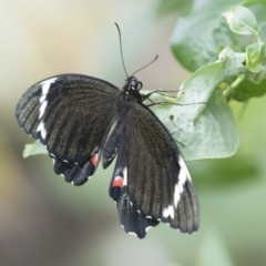 Papilio aegeus at Michelago, NSW - 13 Nov 2018