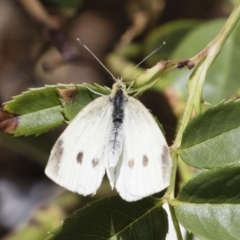 Pieris rapae (Cabbage White) at Michelago, NSW - 16 Nov 2018 by Illilanga