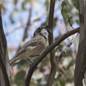 Pachycephala rufiventris at Dunlop, ACT - 15 Nov 2018 01:21 PM