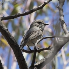 Pachycephala rufiventris at Dunlop, ACT - 15 Nov 2018 01:21 PM