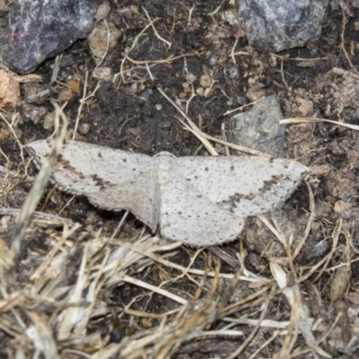 Taxeotis intextata (Looper Moth, Grey Taxeotis) at Dunlop, ACT - 15 Nov 2018 by AlisonMilton