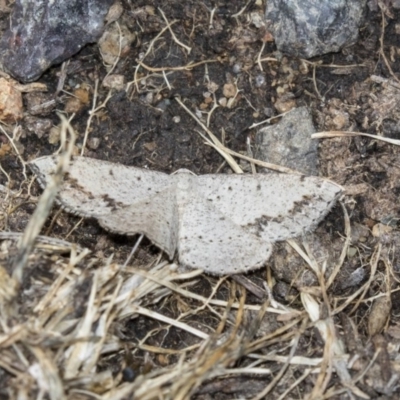 Taxeotis intextata (Looper Moth, Grey Taxeotis) at Dunlop, ACT - 15 Nov 2018 by Alison Milton