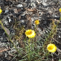 Xerochrysum viscosum (Sticky Everlasting) at O'Malley, ACT - 17 Nov 2018 by Mike