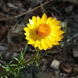 Xerochrysum viscosum at O'Malley, ACT - 17 Nov 2018