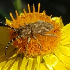 Rhytiphora paulla (Longhorn beetle) at Mount Mugga Mugga - 17 Nov 2018 by Mike