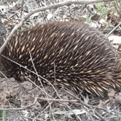 Tachyglossus aculeatus (Short-beaked Echidna) at Mount Mugga Mugga - 17 Nov 2018 by Mike