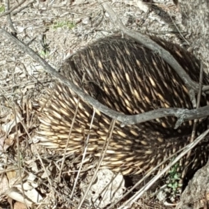 Tachyglossus aculeatus at O'Malley, ACT - 17 Nov 2018