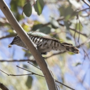 Chrysococcyx lucidus at Dunlop, ACT - 15 Nov 2018 01:00 PM