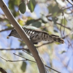 Chrysococcyx lucidus (Shining Bronze-Cuckoo) at Dunlop, ACT - 15 Nov 2018 by Alison Milton