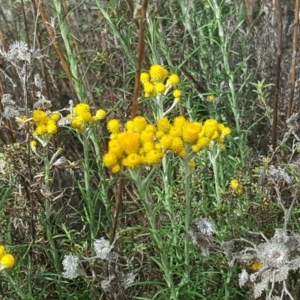 Chrysocephalum semipapposum at O'Malley, ACT - 17 Nov 2018 04:17 PM