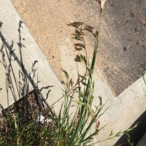 Bromus catharticus at Garran, ACT - 17 Nov 2018