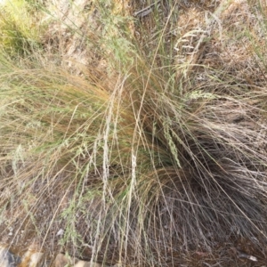 Poa labillardierei at Garran, ACT - 17 Nov 2018