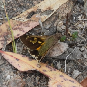 Trapezites phigalioides at Kambah, ACT - 17 Nov 2018 10:51 AM