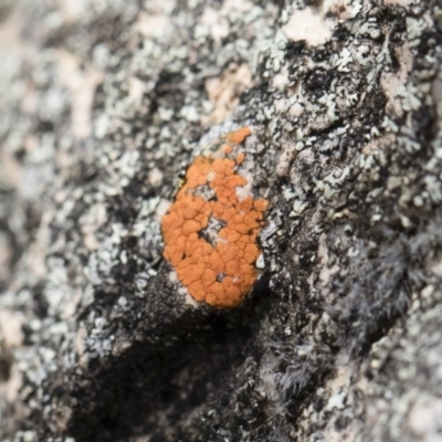 Caloplaca sp. (Firedot Lichen) at Illilanga & Baroona - 13 Oct 2018 by Illilanga