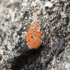 Caloplaca sp. (Firedot Lichen) at Michelago, NSW - 13 Oct 2018 by Illilanga