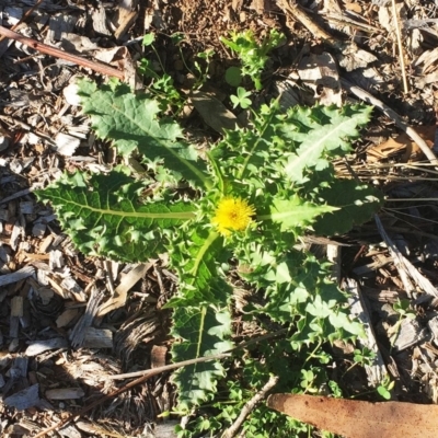 Sonchus asper (Prickly Sowthistle) at Red Hill to Yarralumla Creek - 12 Nov 2018 by ruthkerruish