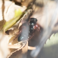 Diamma bicolor (Blue ant, Bluebottle ant) at Illilanga & Baroona - 27 Oct 2018 by Illilanga