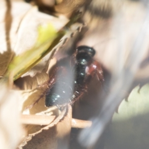 Diamma bicolor at Michelago, NSW - 28 Oct 2018 08:58 AM