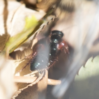 Diamma bicolor (Blue ant, Bluebottle ant) at Michelago, NSW - 28 Oct 2018 by Illilanga