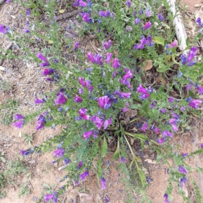 Echium plantagineum (Paterson's Curse) at Mount Majura - 16 Nov 2018 by waltraud