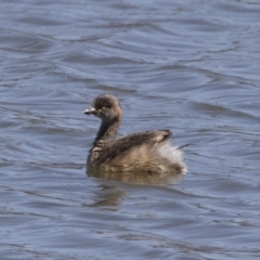 Tachybaptus novaehollandiae (Australasian Grebe) at Illilanga & Baroona - 28 Oct 2018 by Illilanga