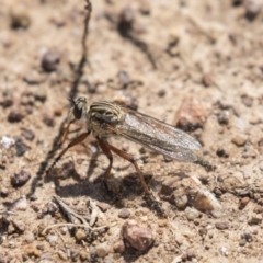 Zosteria sp. (genus) (Common brown robber fly) at Holt, ACT - 14 Nov 2018 by Alison Milton