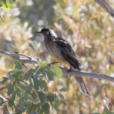 Anthochaera carunculata (Red Wattlebird) at Illilanga & Baroona - 27 Oct 2018 by Illilanga