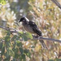 Anthochaera carunculata at Michelago, NSW - 28 Oct 2018