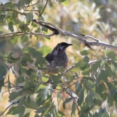 Anthochaera carunculata at Michelago, NSW - 28 Oct 2018