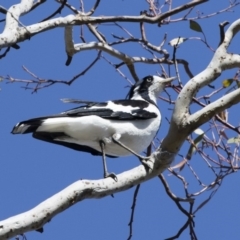 Grallina cyanoleuca (Magpie-lark) at Illilanga & Baroona - 11 Nov 2018 by Illilanga