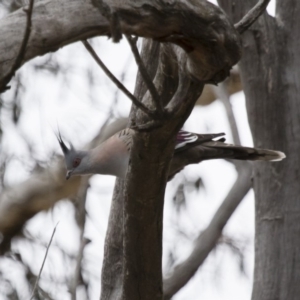 Ocyphaps lophotes at Michelago, NSW - 23 Aug 2018