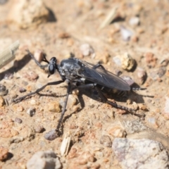 Apothechyla sp. (genus) (Robber fly) at Dunlop, ACT - 15 Nov 2018 by AlisonMilton