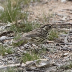 Pyrrholaemus sagittatus (Speckled Warbler) at Illilanga & Baroona - 12 Oct 2018 by Illilanga